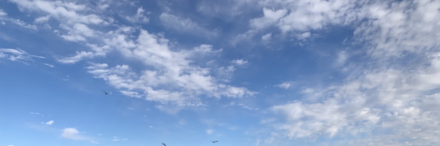 fernandapafer's profile banner image