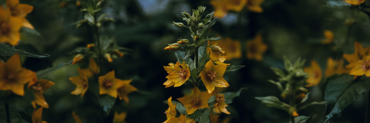___Hope's profile banner image