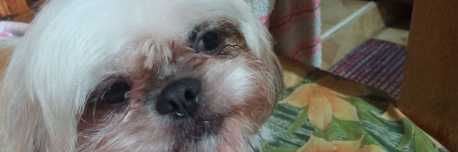 sehenneee's profile banner image