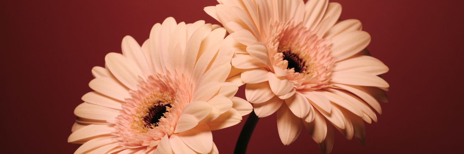 Grace74's profile banner image