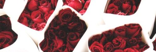 shevlyakova_n Profile Banner