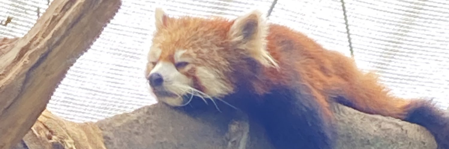 mini_greentea's profile banner image