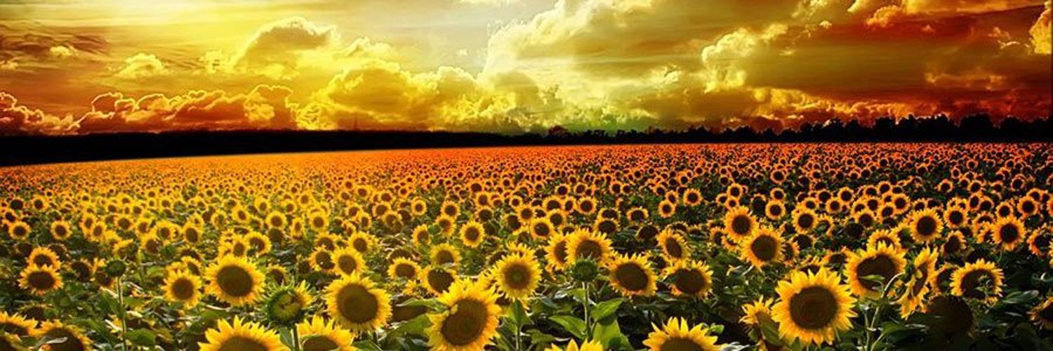 🌻なごみゃのめぐ助🌻 banner