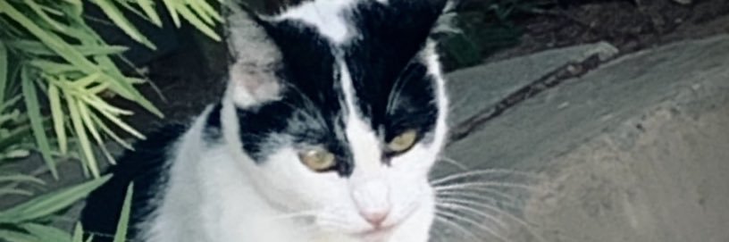 ellenaulrich's profile banner image