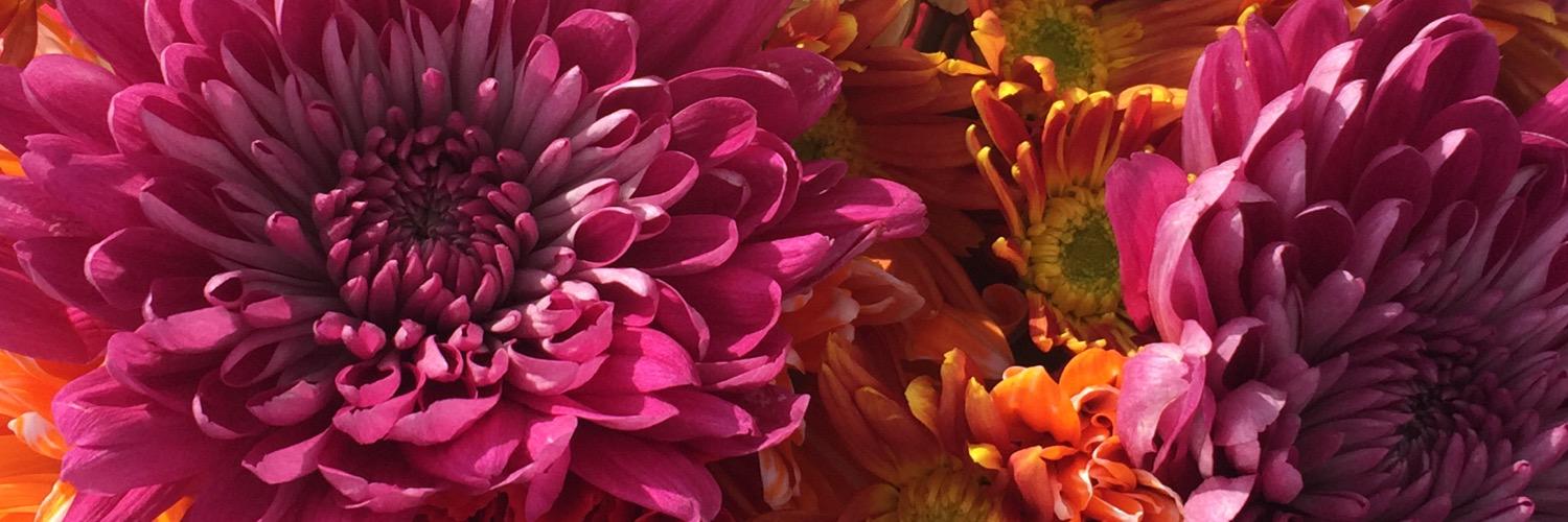trainerpaige1's profile banner image