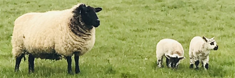 Sue H 💃🏼🌎🍋🕯💙🌻🤺 banner