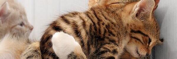 mintakeuchi's profile banner image
