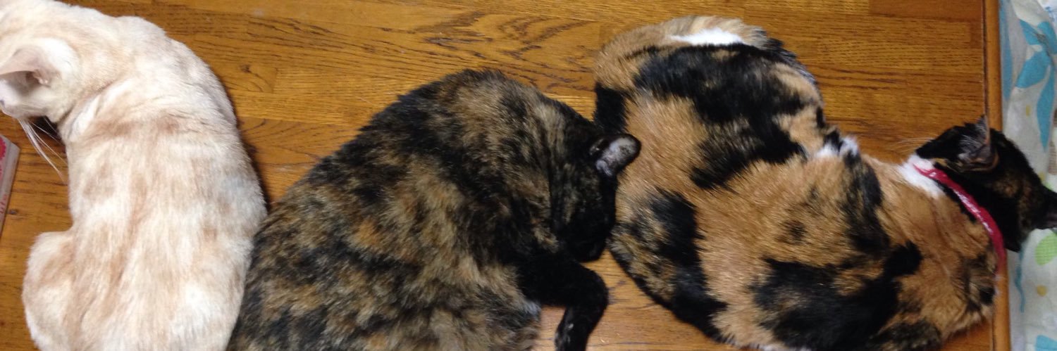 猫の楽園(リフォーム中低浮上) banner