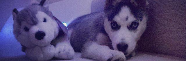 findthehusky's profile banner image