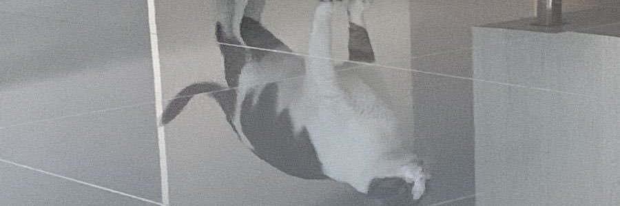 soymafeok's profile banner image