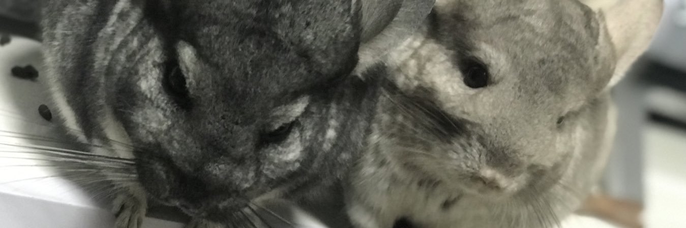 priprinyanko's profile banner image