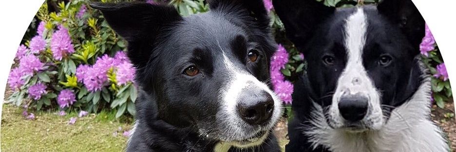 Toby banner