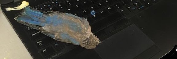Joe_Hurwitz's profile banner image