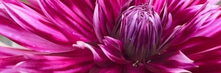 Lucilla Giannotti🧜's banner