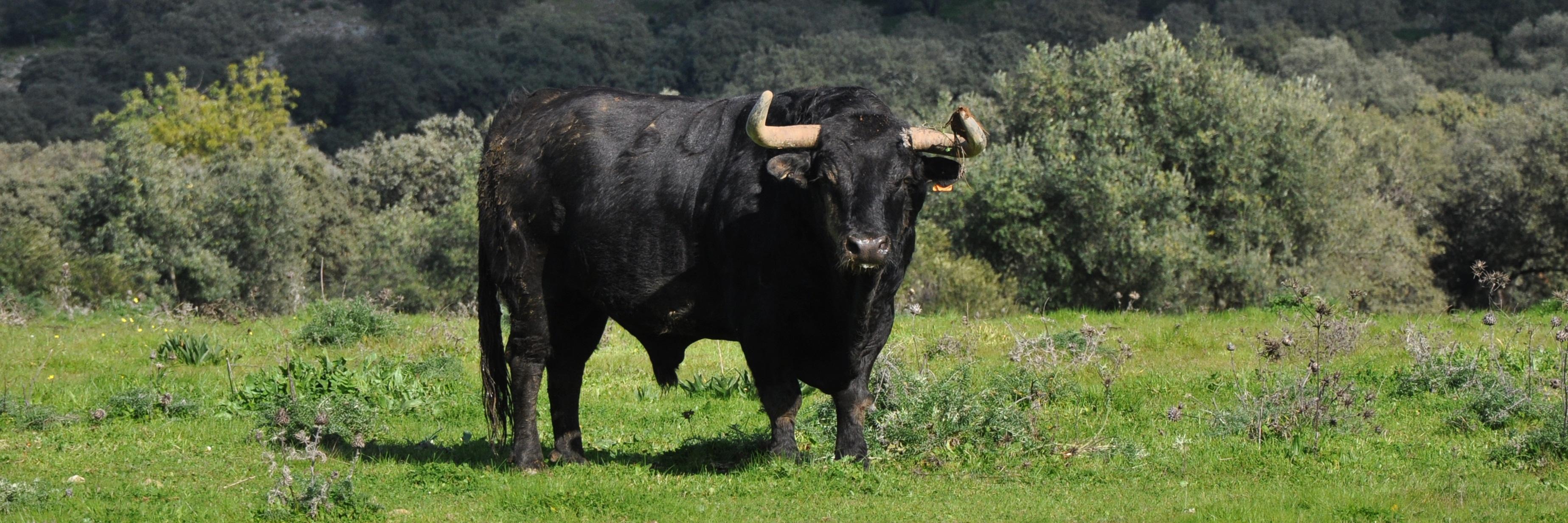 Toros Virgen María banner