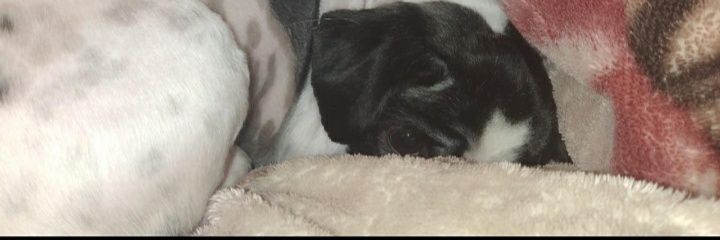 kamoraesss's profile banner image