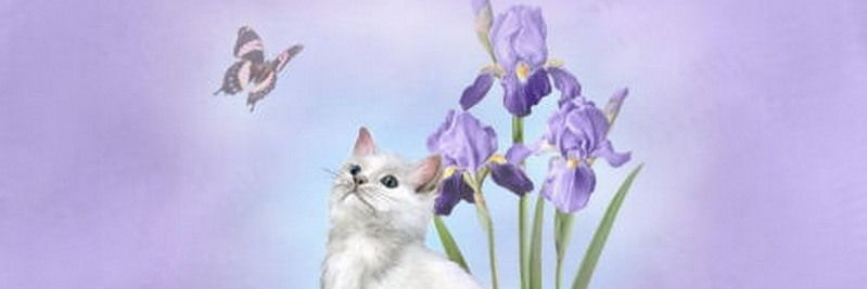 Cyann77's profile banner image