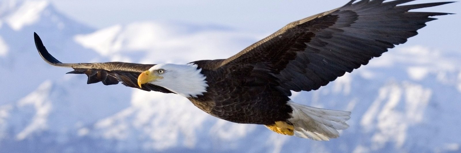 arjuna 🇺🇦 #SaveDemocracy #RenewEurope banner