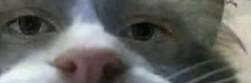 SqueakySquidy's profile banner image