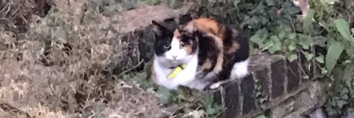 David johnson FRSA banner