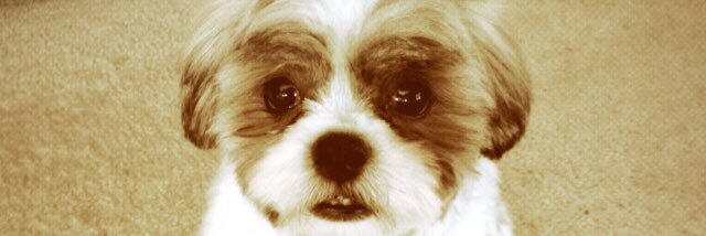 Colleen Kraus banner