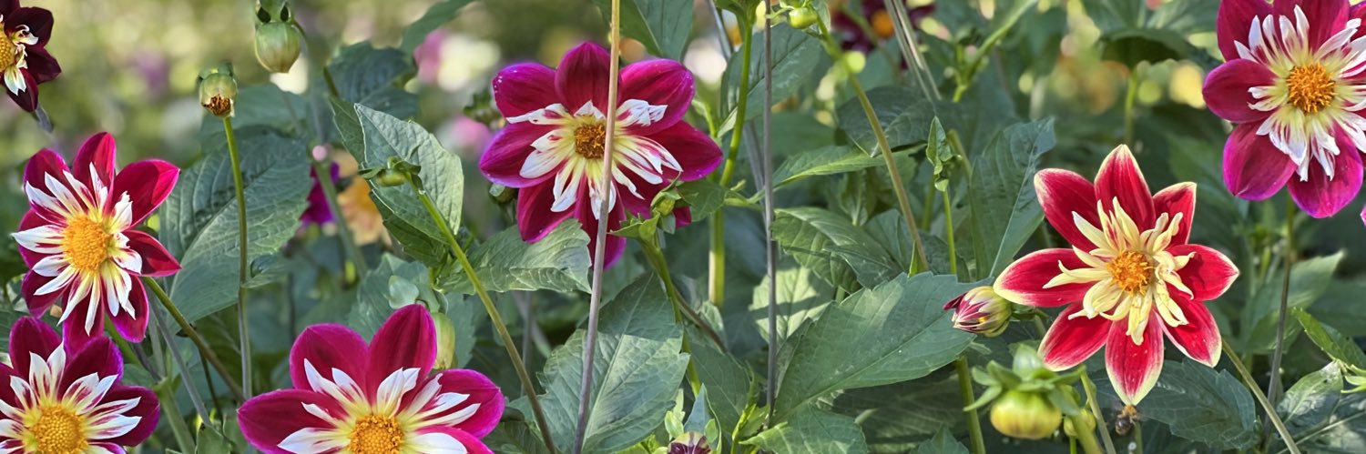 Fidelis Navas banner