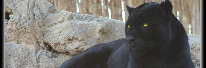 tificande's profile banner image