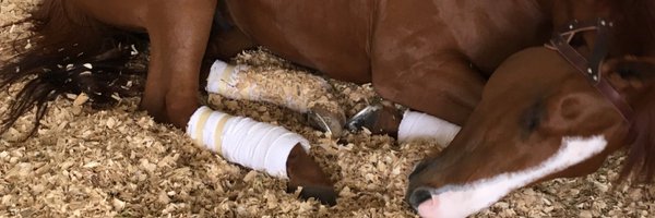 ashadorider Profile Banner