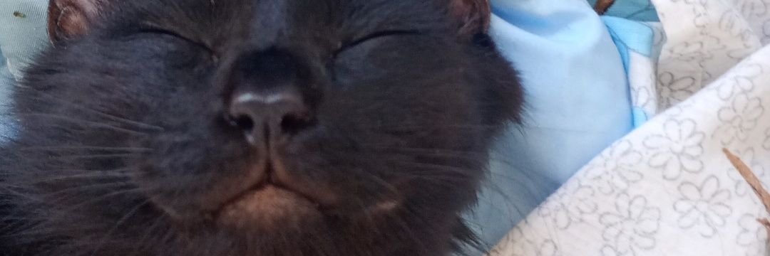 BreenVazquez's profile banner image