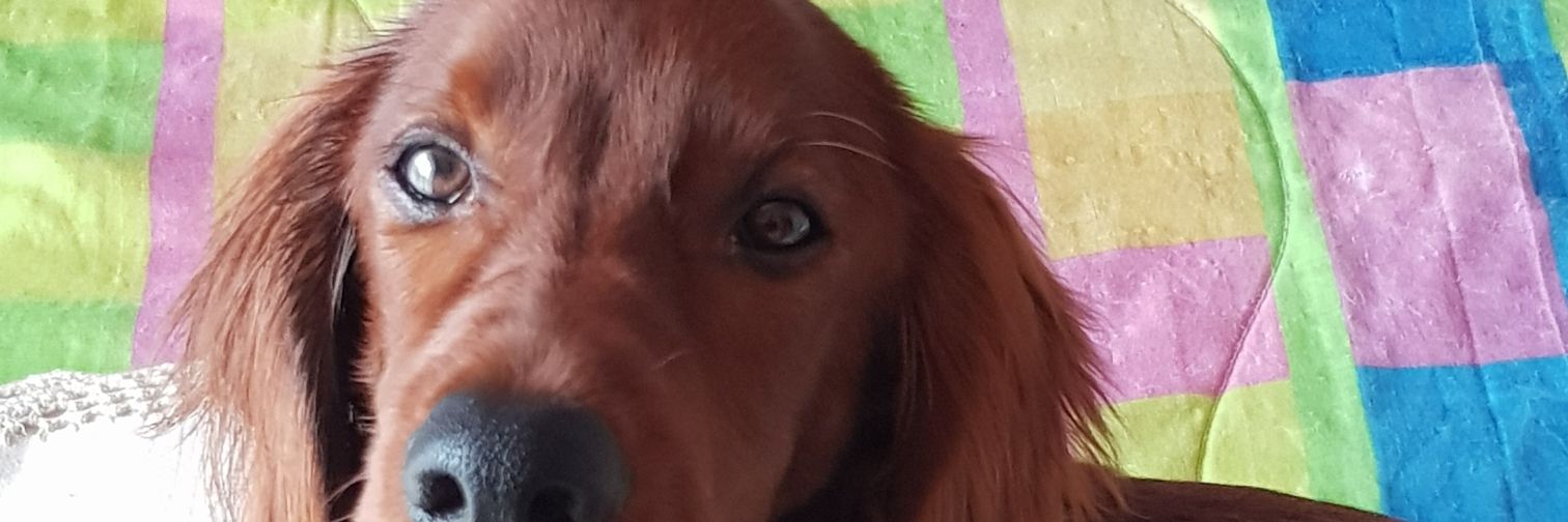 andreapescheche's profile banner image