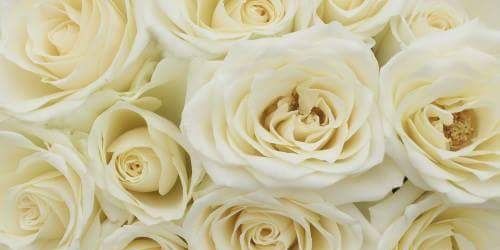 _elviramoreno's profile banner image