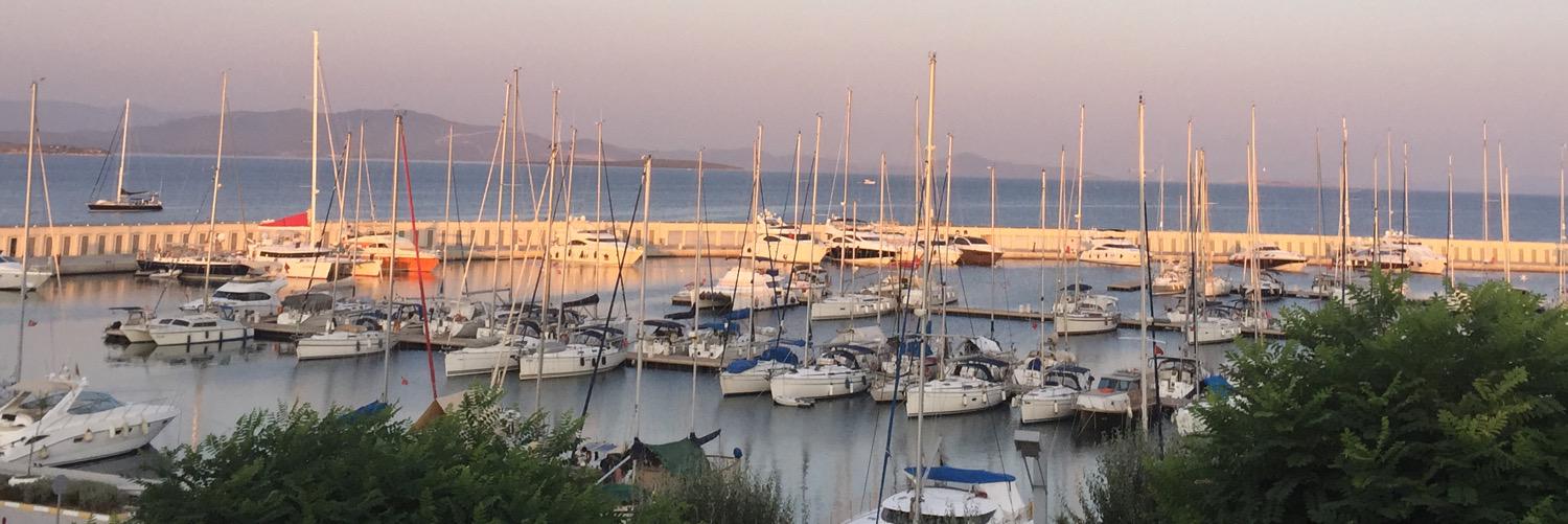 Chloe Carroll banner