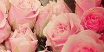 Pamela__Z's profile banner image
