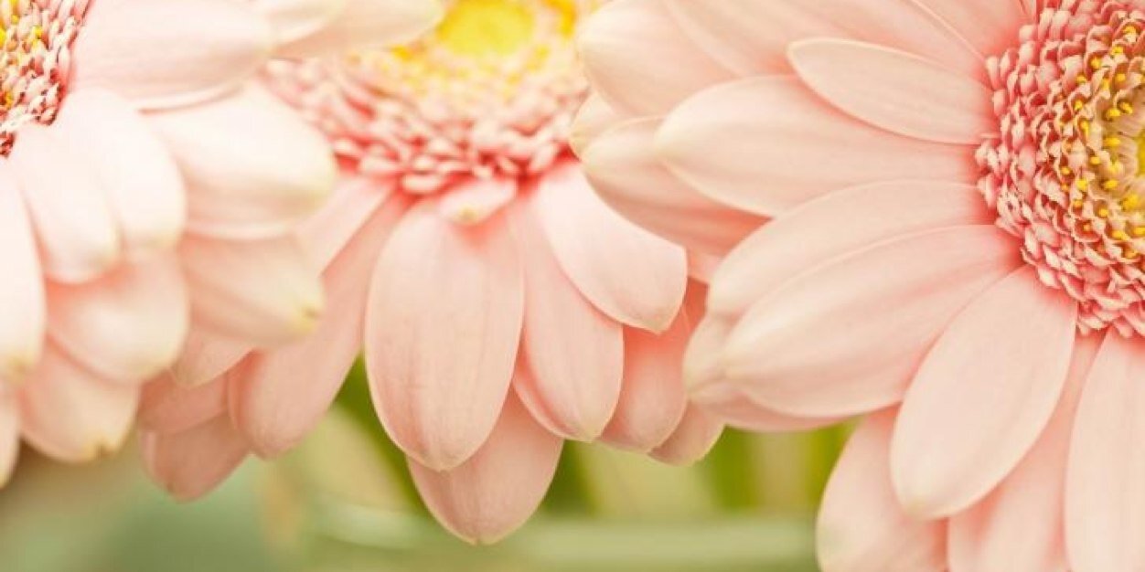 Candyce Larose banner