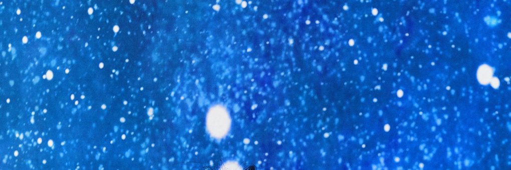 seesawkjin's profile banner image