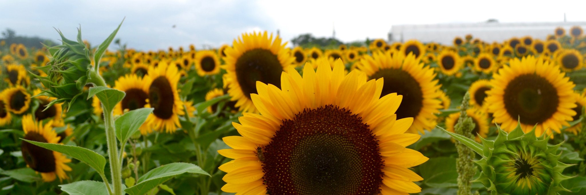 Stephlevine14's profile banner image