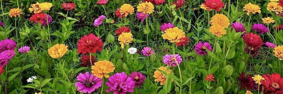 الكاتب مُحَمَّدٌ يوسُف المليفي banner