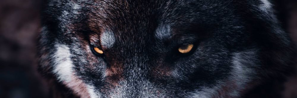 JoshGilbert__'s profile banner image