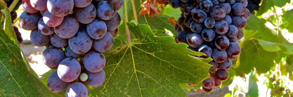 wineenthuziast's profile banner image