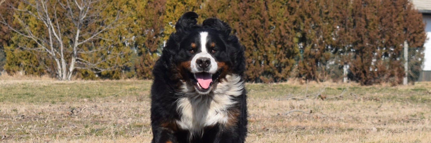 GergoB's profile banner image