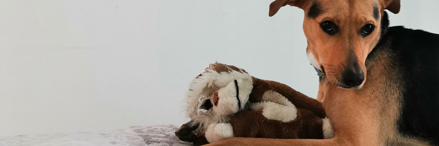 rhayanekruger's profile banner image