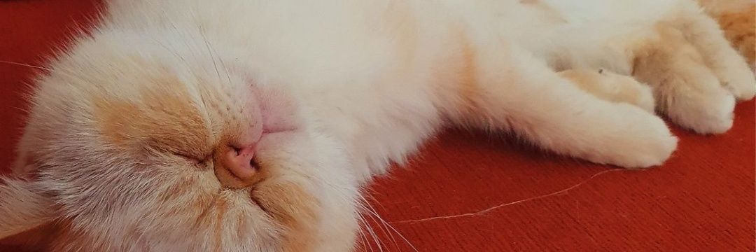 cammmm_7's profile banner image