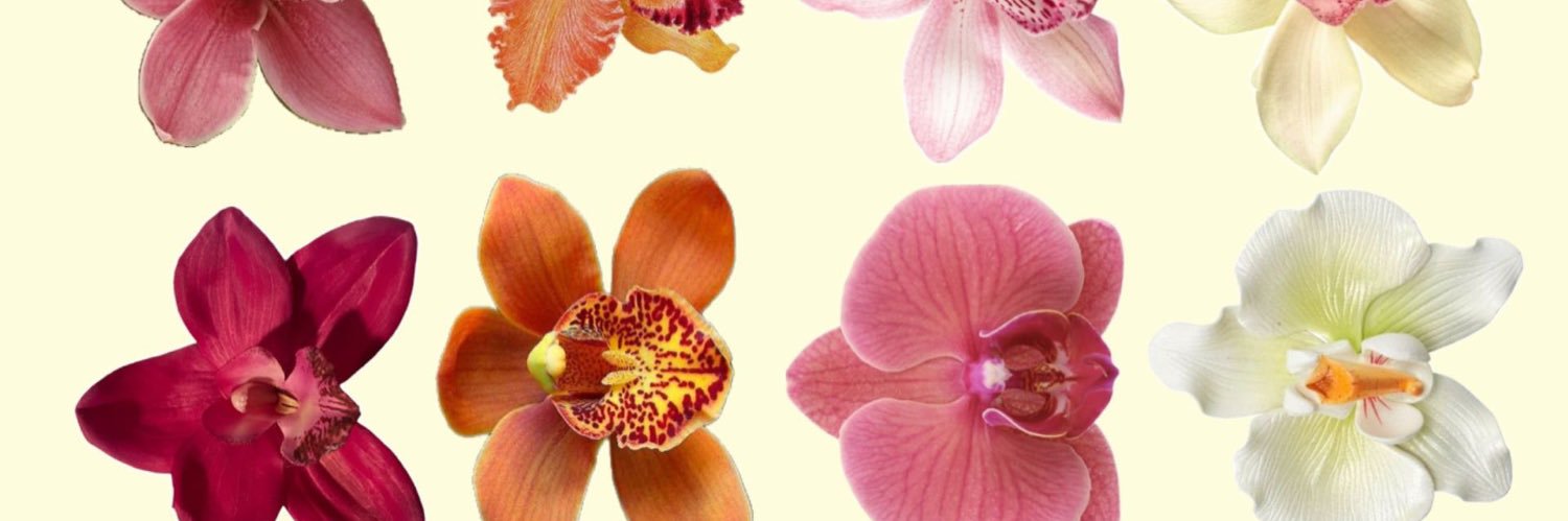 loredanasalas's profile banner image