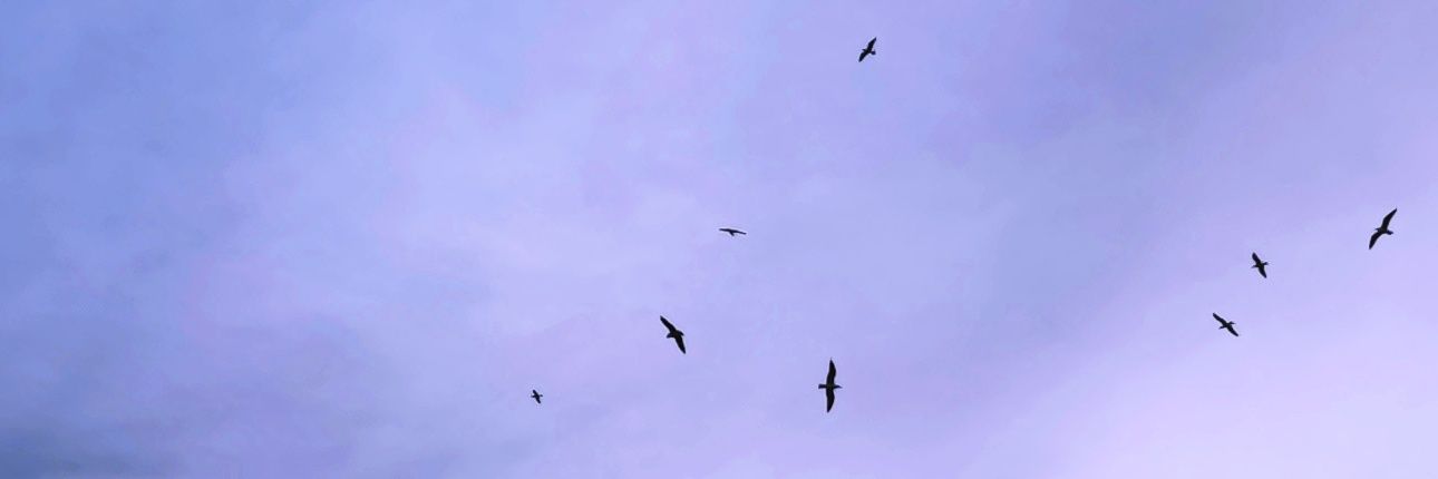 InfiniteNaivete's profile banner image