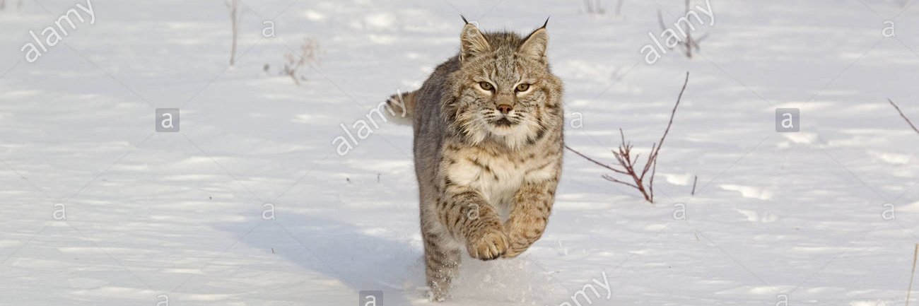 LR Track and Field banner