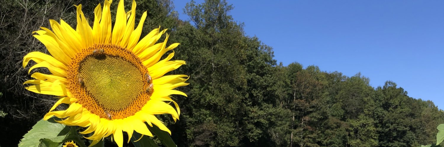 deborahwise7035's profile banner image
