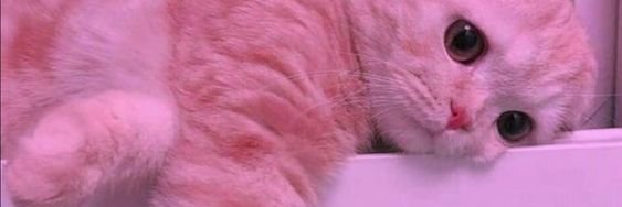 ishmoona's profile banner image