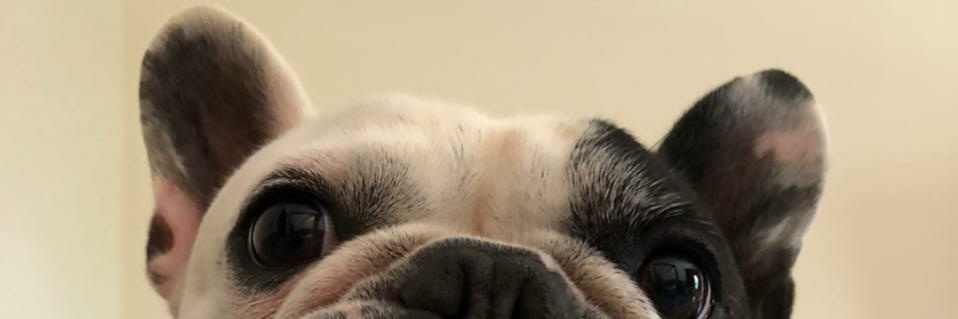 layzaeler_'s profile banner image