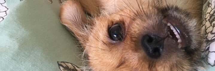 linzi banner