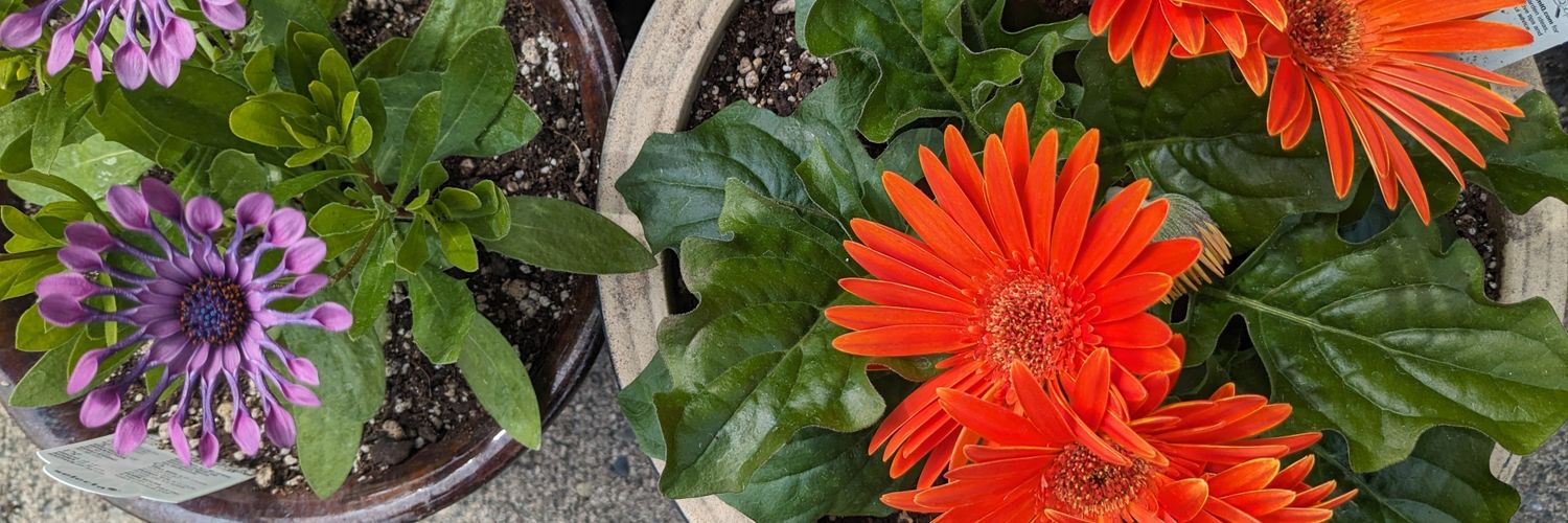 Anna 🐝 Brawley banner